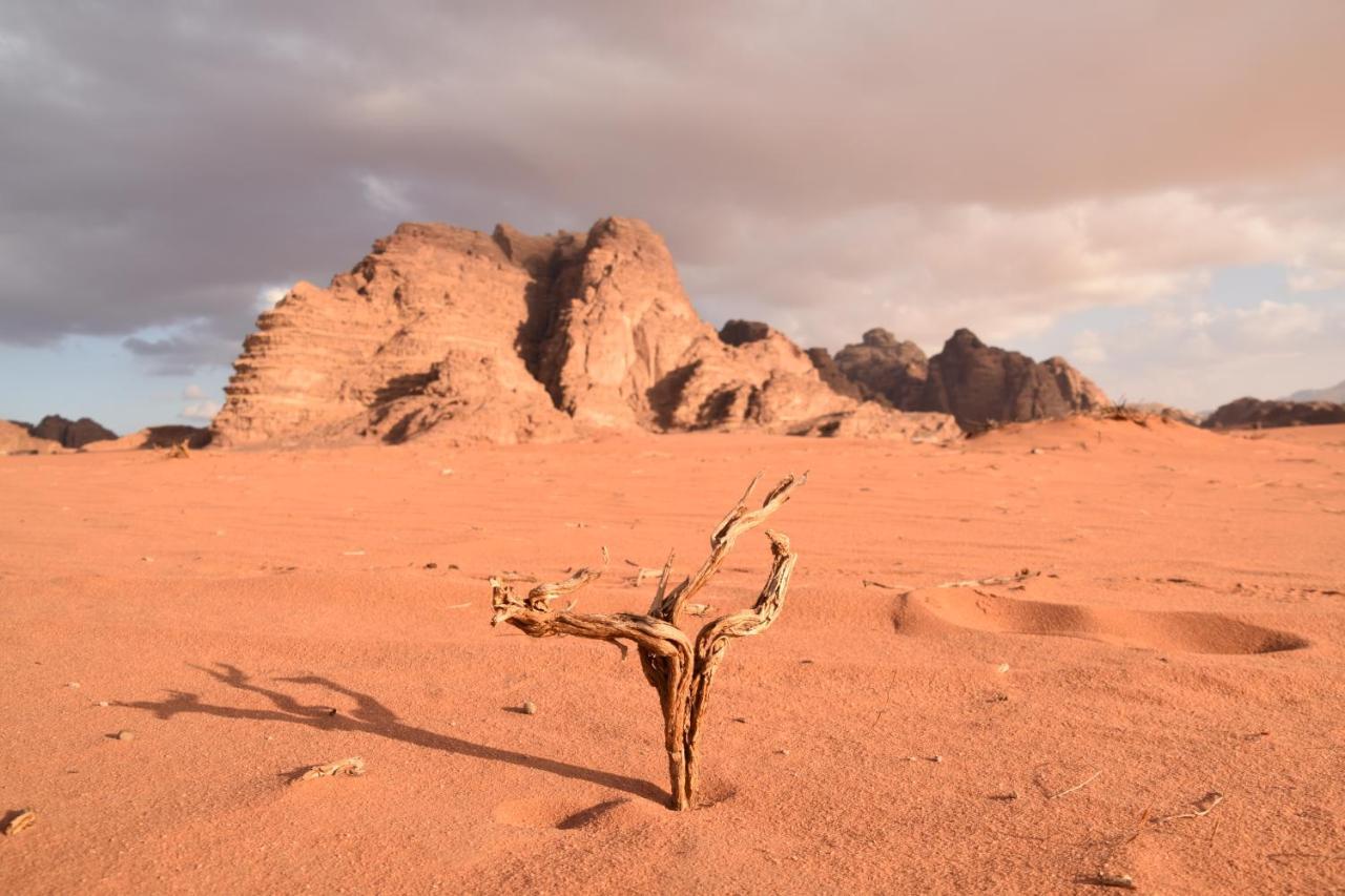 Art Camp Wadi Rum Eksteriør bilde