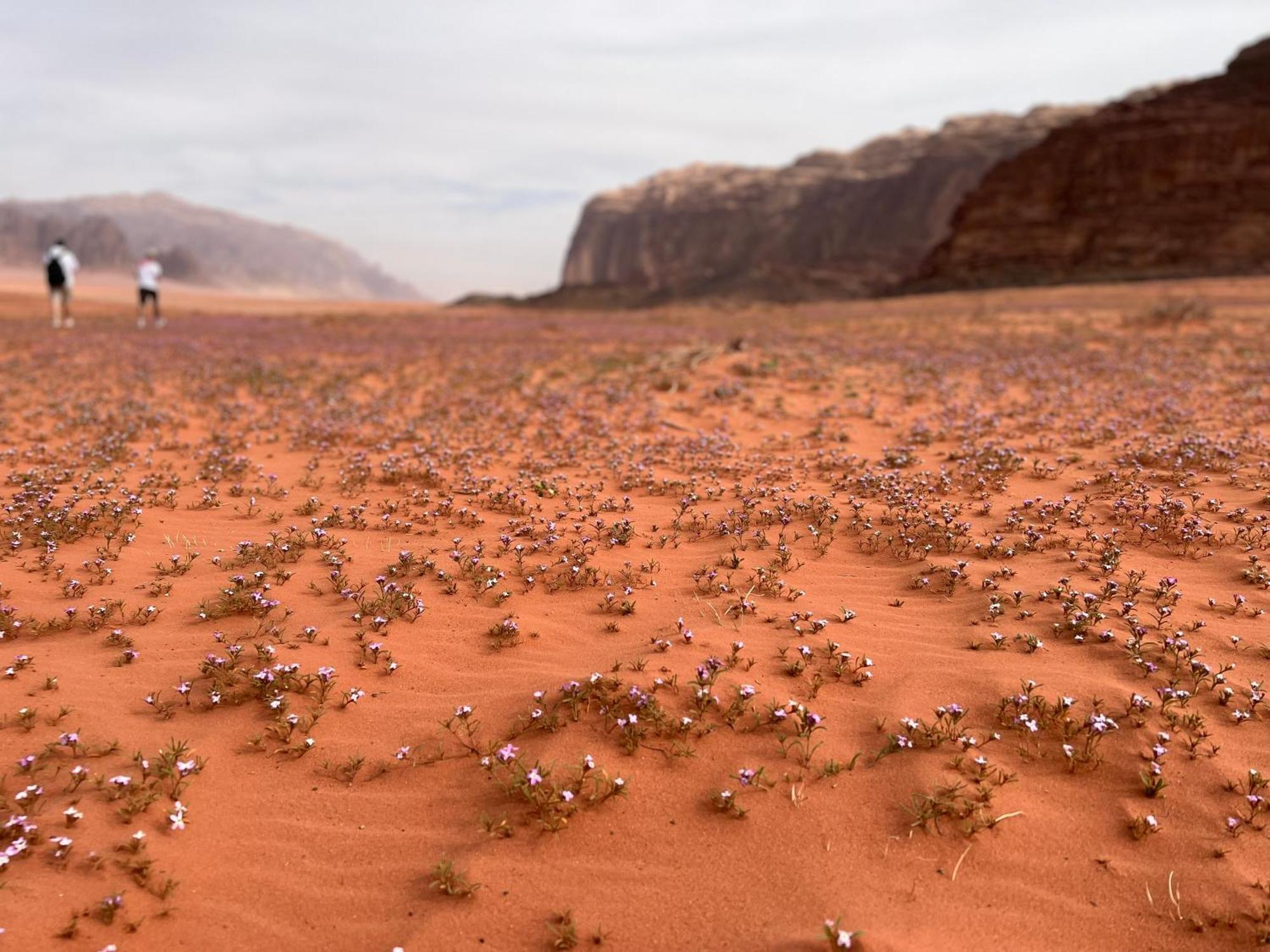 Art Camp Wadi Rum Eksteriør bilde