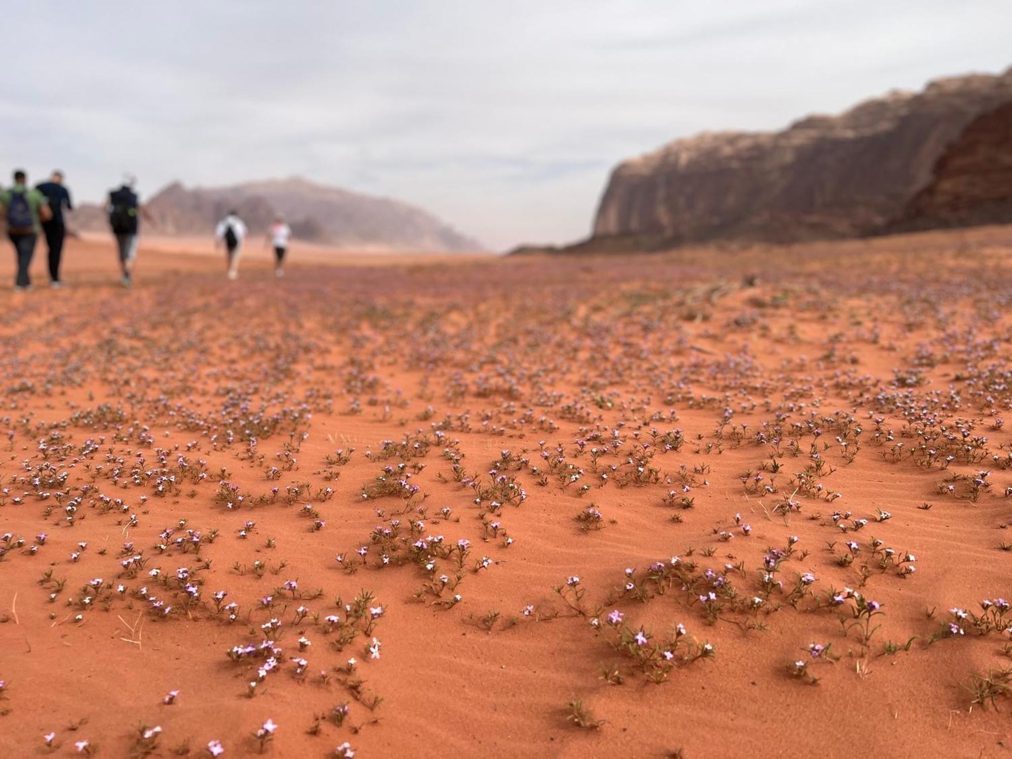 Art Camp Wadi Rum Eksteriør bilde