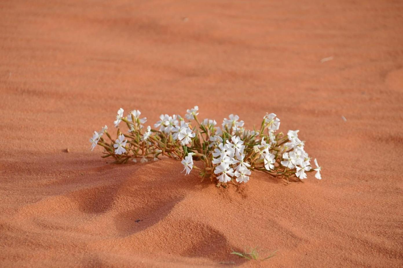 Art Camp Wadi Rum Eksteriør bilde